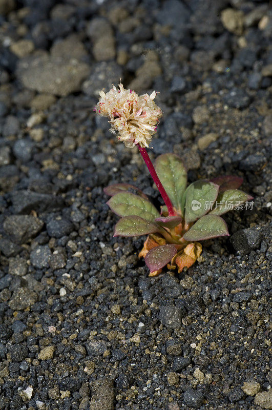 Pussy Paws, Calyptridium umbellatum, Cinder Cone, Lassen国家公园，加利福尼亚;喀斯喀特山脉。Montiaceae